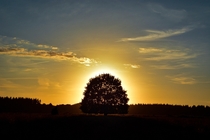 Lonely tree in sunset The Netherlands 