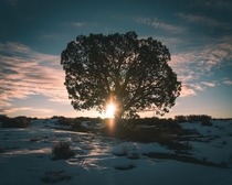 Lonely tree near Canyonlands National Park off UT- 