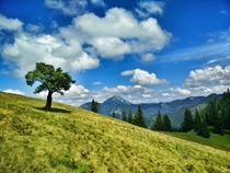 Lonely Tree somewhere in Austria 