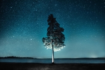 Lonely tree under the nightsky Sweden  IG mdmperspective