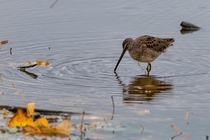 Long-billed Dowitcher actively feeding on a cloudy Montana morning 