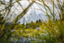Looking through the weeds at Grand Teets in Grand Teton National Park OC  daltonjohnsonmedia 