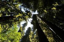 Looking up at the Redwoods 