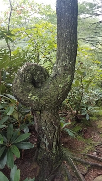 Looped tree found in Daniel Boone National Forest OC x