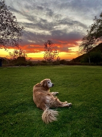 Los Angeles Sunset with dog 
