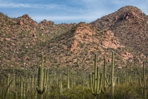 Lots of Saguaros Tucson AZ USA 