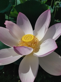 Lotus blossom from Kenilworth Water Gardens near Washington DC