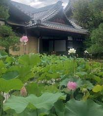 Lotus in Kyoto Japan