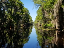 Louisiana Bayou 
