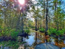 Louisiana Swamp - Daniel Hill 