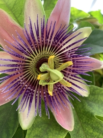 love me a good passionflower