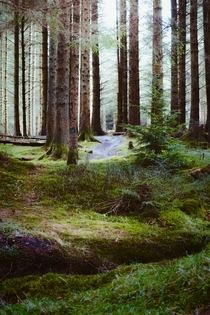 Love that soft light you get in the forest Whinlatter Forest Lake District England 