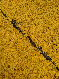 Love the colour of Ginkgo leaves in this season