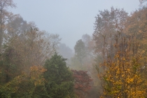 Lovely foggy morning during fall season from my back deck 