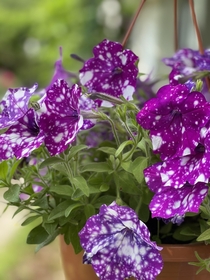 Lovely petunias in my back yard