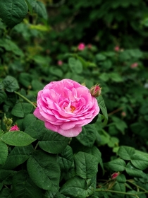 lovely tea rose