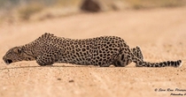 Low profile Leopard