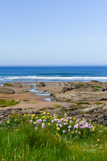 Low tide and gorgeous wildflowers growing on the beach heads in Bude Cornwall 