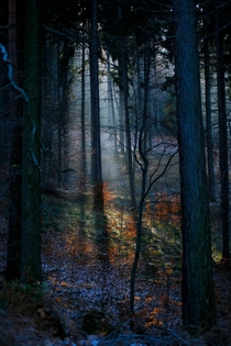 Lower Siesia Poland - Beautiful forest light by Marcin Gwozdz 