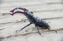Lucanus cervus - Stag Beetle 