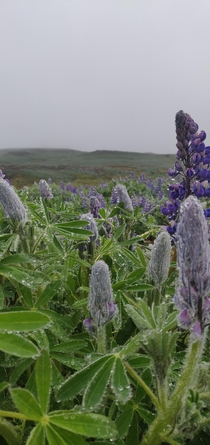 Lupin Fields in Sklanes Iceland 