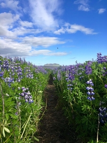 Lupine field in Iceland  
