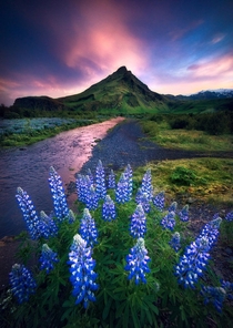Lupine flower magic during midnight summer in Iceland  IG joseramosphotography