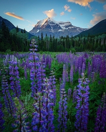 Lupines and last light at Mt Robson British Columbia Canada  IG travelswitheresa