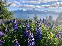 Lupines in Northeast Iceland OC   