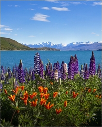 Lupins bloom on the shore of Lake Tekapo New Zealand  GarrettBaespflug