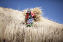Luzmila  years old carries to her house the barley that she self-harvested in her familys little farm in a rural village at the Andes Mountains called Sotopampa in Peru 