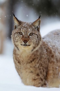Lynx in snowy forest 
