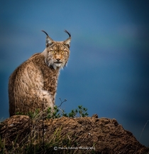 Lynx in the blue hour by Menno Dekker 