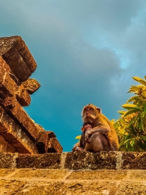 Macaque hugging his baby Bali