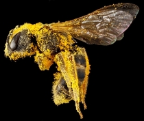 Macro of a bee after collecting pollen  by Sam Droege USGS