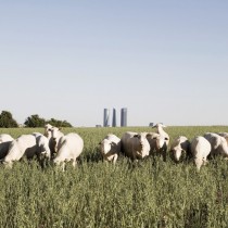Madrid Skyline amp Sheep - 