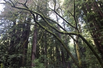 Magical Trees in Muir Woods California 