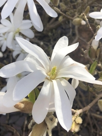 Magnolia stellata up close
