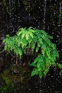 Maidenhair fern Adiantum pedatum hanging on a rock face under a large seep OC
