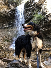 Majestic dog in front of a waterfall