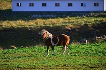 Majestic Looking Windswept Icelandic Horse 