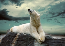Majestic Polar Bear Ursus Maritimus 