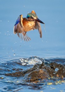 Malachite Kingfisher rising from the water 