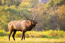 Male Elk Photo credit to Mathew Schwartz