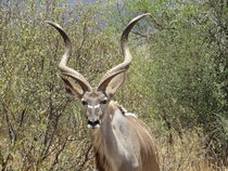 Male Kudu Kruger South Africa Photo credit to Deirdre Boys