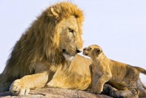 Male Lion and cub 