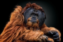 Male Orangutan by PEDRO JARQUE KREBS