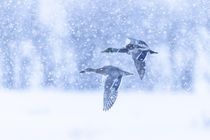 Mallards flying during a blizzard in Yellowstone National Park