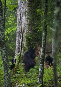 Mama bear teaching two cubs how to look for a snack Ursus americanas Great Smoky Mountains National Park 