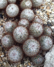 Mammillaria bombycina picture from New York botanical garden Unfortunately not from its native Mexico
